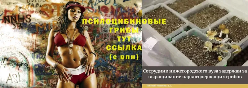 Псилоцибиновые грибы Magic Shrooms  Вихоревка 